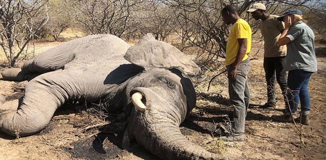 Petugas Zimbabwe Kembali Temukan 12 Ekor Gajah Tewas Mendadak
