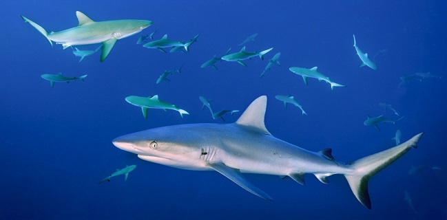Shark Allies: Butuh 500 Ribu Hiu Untuk Hasilkan Vaksin Covid-19