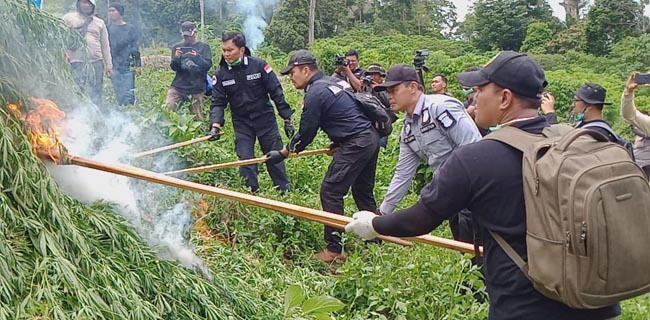 Polri Musnahkan Ladang Ganja 10 Hektare Di Aceh Besar