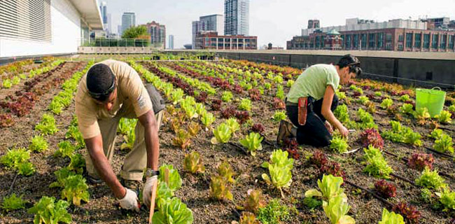 <i>Urban Farming</i> Kian Populer, Pemprov DKI Diminta Fasilitasi Masyarakat
