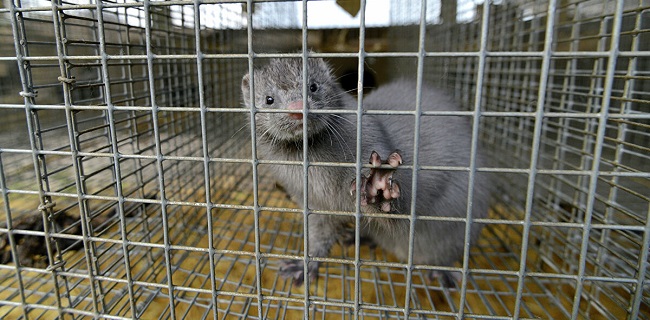 WHO: Sejauh Ini Mutasi Virus Corona Pada Carpelai Tak Pengaruhi Pengembangan Vaksin