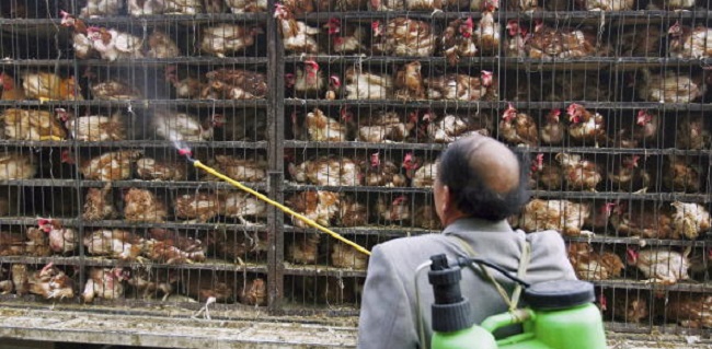 Temukan Flu Burung H5N8, Korea Selatan Tingkatkan Kewaspadaan