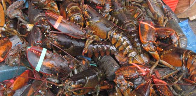 Pelobi Susun Standarisasi Pengiriman Ekspor Benih Lobster