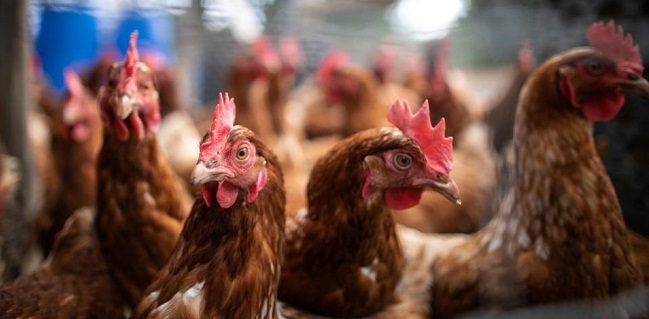 Awas Flu Burung, Denmark Musnahkan 25 Ribu Ayam Setelah Temukan Virus H5N8