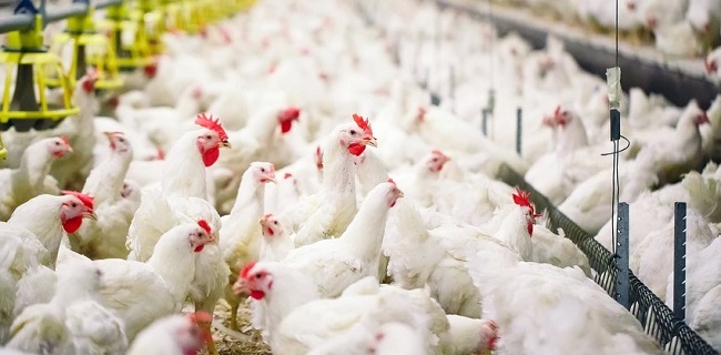 Wabah Flu Burung Sudah Sampai Di Jepang, 850 Ribu Ekor Ayam Dimusnahkan