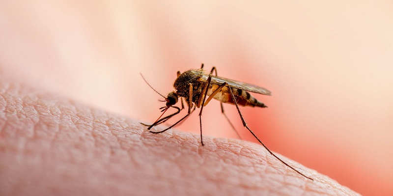 Kabar Baik, Ilmuwan Oxford Hampir Berhasil Temukan Vaksin Malaria