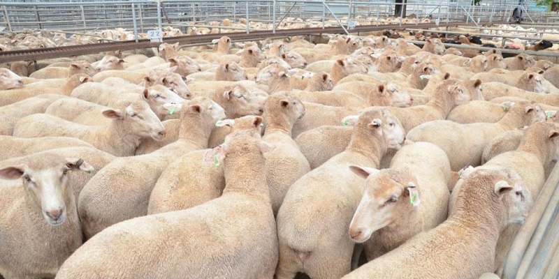Gelombang Sanksi Baru, China Larang Impor Daging Domba Dan Kayu Australia