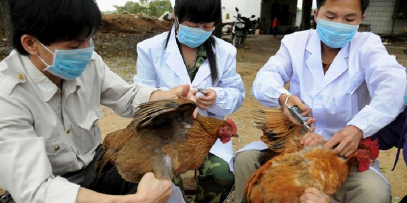 Meluas, 13 Prefektur Jepang Sudah Terpapar Flu Burung
