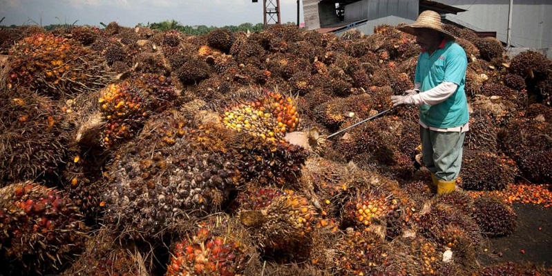 Diduga Ada Kerja Paksa, AS Larang Impor Minyak Sawit Dari Sime Darby Malaysia