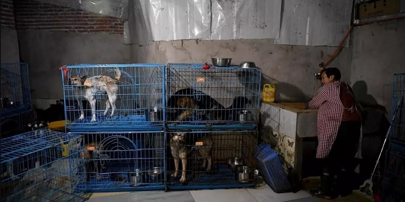 Seorang Perempuan China Rela Berbagi Rumah Dengan Ribuan Anjing Dan Kucing