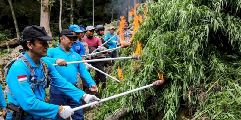 Profesor Musri Musman Klaim Ganja Bisa Sembuhkan 72 Penyakit