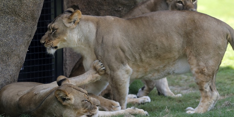 Empat Singa Di Kebun Binatang Barcelona Positif Covid-19, Diduga Tertular Dari Petugas