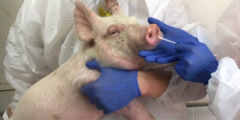 China Identifikasi Varian Baru Virus Flu Babi Yang Lebih Kebal
