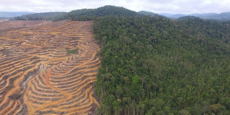 Data Lapan: Hutan Di Kalsel Menyusut 129 Ribu Hektare Dan Perkebunan Meluas 219 Ribu Hektare