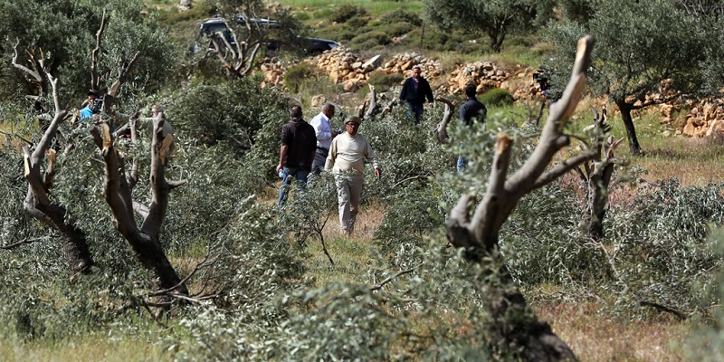 Israel Cabut Ratusan Ribu Pohon Zaitun Selama Satu Dekade, Petani Palestina Rugi Miliaran Rupiah