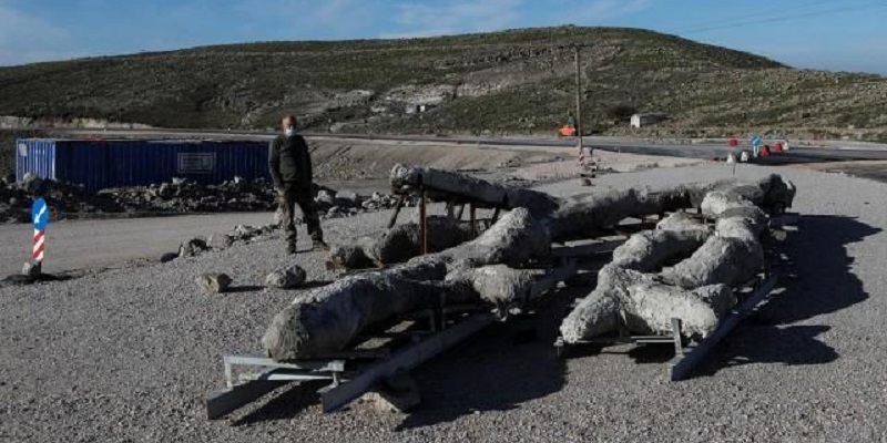 Fosil Pohon Langka Berusia 20 Juta Tahun Ditemukan Di Pulau Lesbos