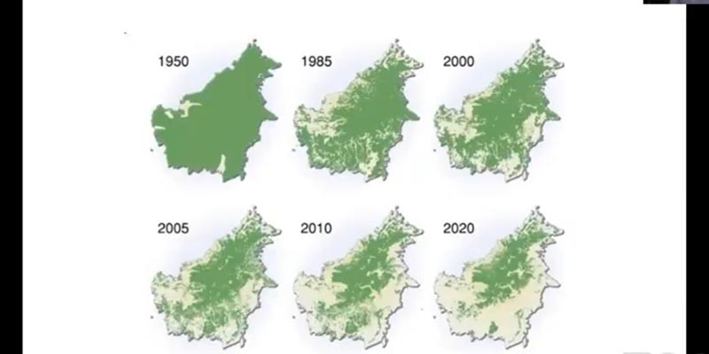 Hutan Di Kalimantan Habis Perlahan, Wijayanto: Ke Mana Pelajaran SD Tentang Pelestarian Alam?