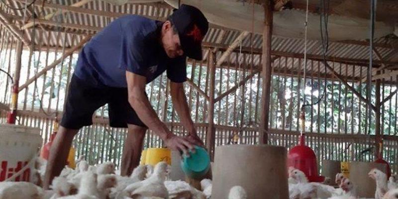 Peternakan Ayam Rakyat Lumpuh Dihantam Impor
