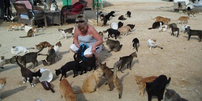 Pandemi, Banyak Kucing Di Siprus Yang Ditelantarkan Pemiliknya Karena Ketiadaan Biaya Perawatan