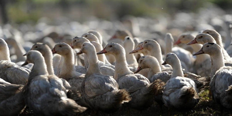 Wabah Flu Burung Tak Terkendali, Prancis Bersiap Memusnahkan Bebek Secara Massal
