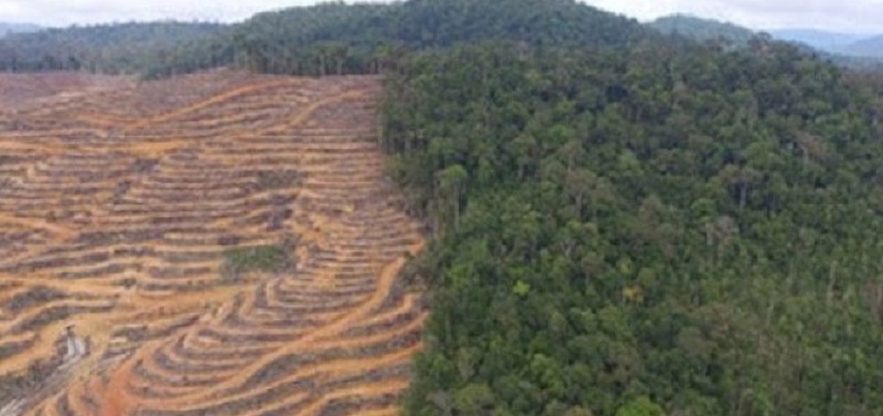 WALHI: 30 Persen Batas Kawasan Hutan Dihapus Perparah Bencana Hidrometeorologi