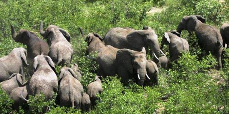 Kebun Dan Rumah Dirusak Kawanan Gajah Liar, Ibu-ibu Dan Anak-anak Di Lambar Diungsikan