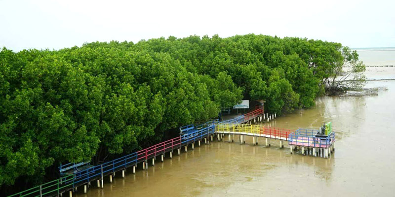 Bisa Perkuat Identitas Negara Maritim, Brebes Disiapkan Jadi Pusat Mangrove Dunia