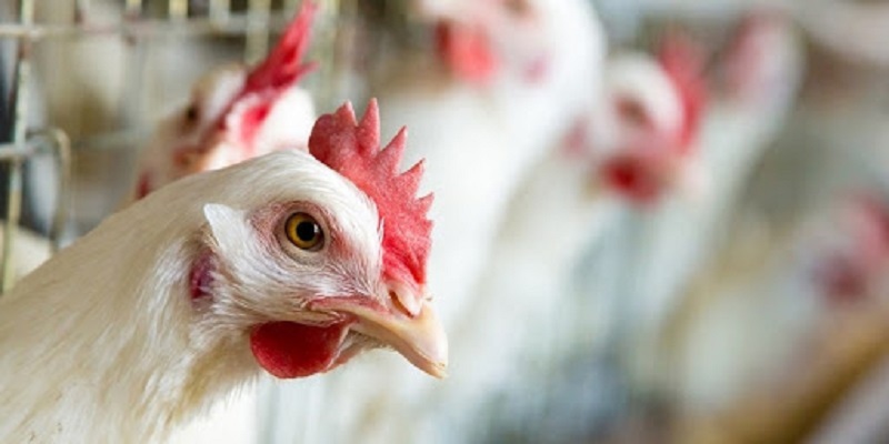 Wabah Flu Burung Menyeruak, Jepang Sembelih 840 Ribu Ekor Ayam