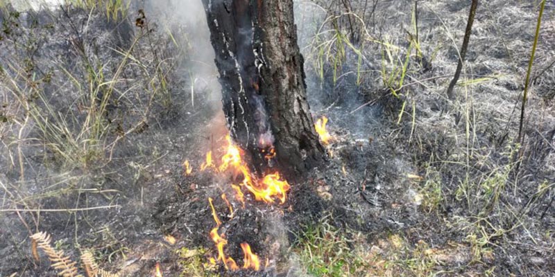 Kebakaran Rusak Empat Hektare Hutan Dan Lahan Di Gayo Lues