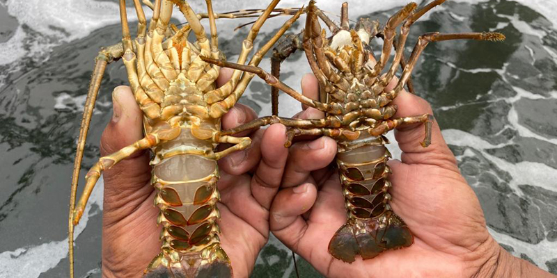 Buat Terobosan, Elon Farm Berhasil Kembangkan Polikultur Berbasis Air Laut