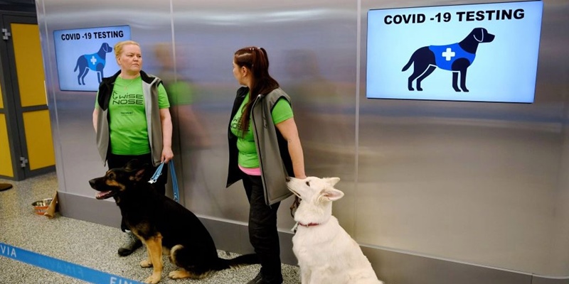 Aroma Orang Yang Terpapar Covid-19 Bisa Ditangkap Oleh Anjing Terlatih