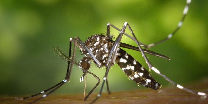 Taiwan Umumkan Kasus Impor Pertama Demam Chikungunya Asal Indonesia