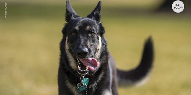 Anjing Peliharaan Joe Biden Kembali Berulah, Satu Karyawan National Park Service Jadi Korban