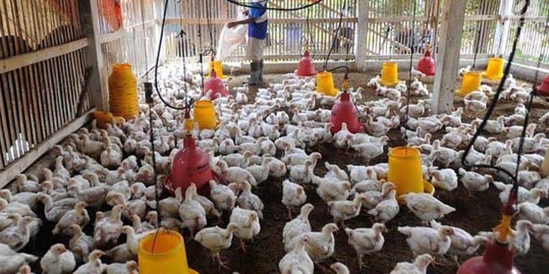 Selamatkan Peternak Mandiri, FKPI Minta SK Menteri Pertanian Soal Impor Induk Ayam Dicabut