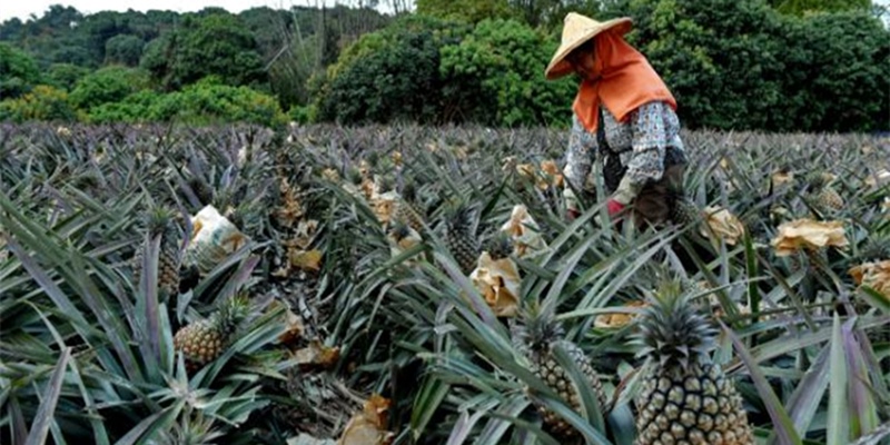 Ekonom: Setelah Nanas Dan Pisang Bermasalah, Taiwan Harus Benahi Kualitas Buah-buahannya Untuk Menangkan Pasar