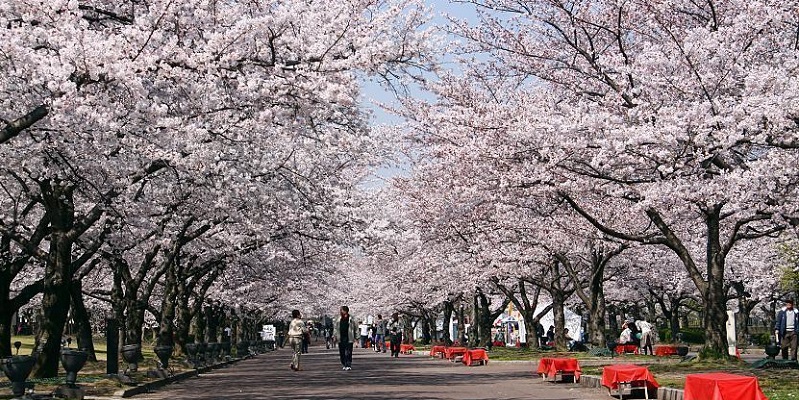 Tanda Perubahan Iklim, Bunga Sakura Di Jepang Mekar Lebih Cepat