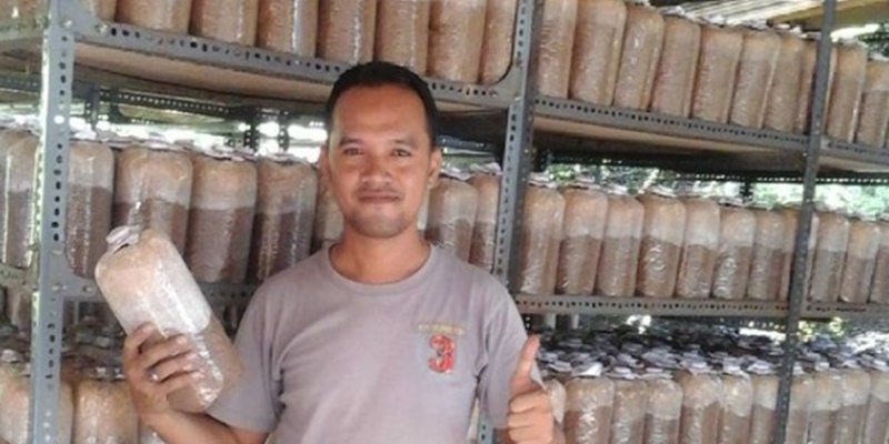 Pengusaha Dari Denpasar, Tertarik Bisnis Jamur Gara-gara Harganya Yang Wow Sekali