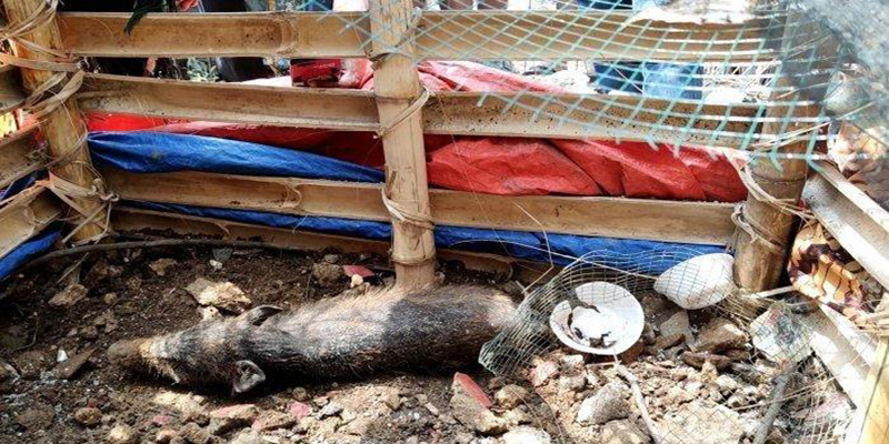 Agar Majelisnya Ramai, Adam Ibrahim Rekayasa Cerita Babi Ngepet