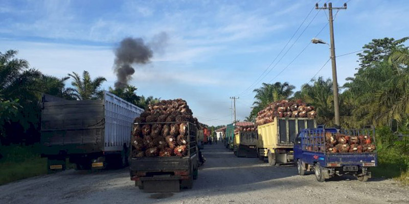 Polemik Harga Sawit, Distanbun Aceh Didesak Panggil Pengelola Pabrik