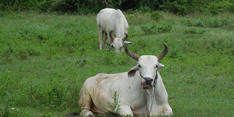 Peternak Thailand Resah, Sapi-sapi Diserang Penyakit Kulit Mematikan