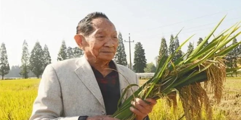 Xi Jinping Dan Jutaan Warga China Berduka Atas Kepergian Bapak Padi Hibrida Dunia Yuan Longping