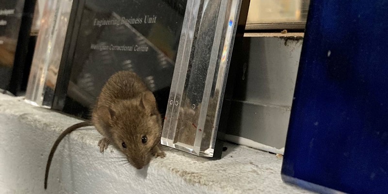 Gara-gara Wabah Tikus, Penjara Australia Evakuasi Ratusan Napi