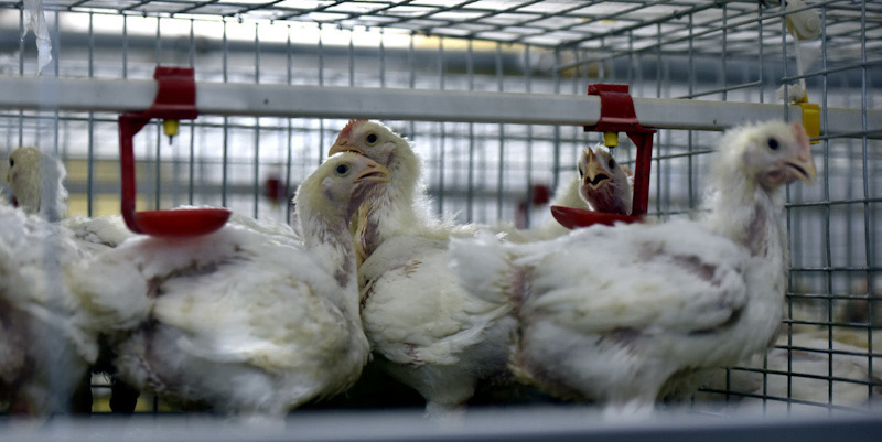 China Temukan Kasus Pertama Infeksi Flu Burung H10N3 Pada Manusia Di Dunia