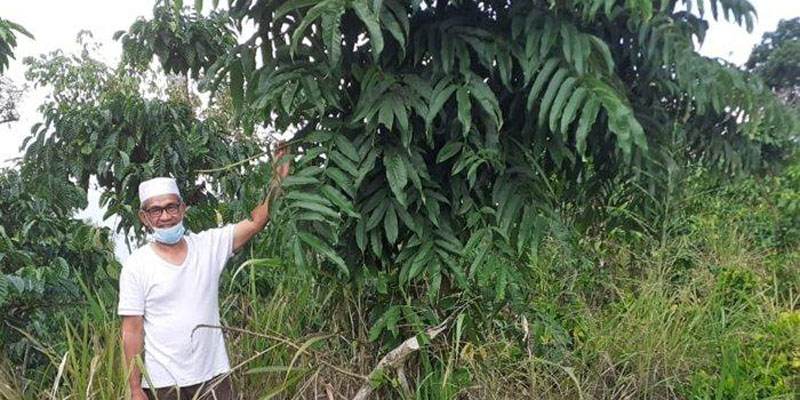 Kalimantan daun sungkai Mengenal Daun