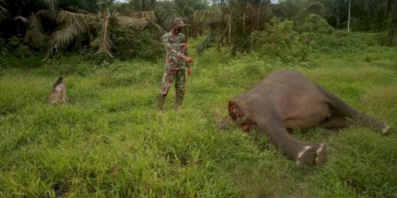 Gajah Mati Tanpa Kepala Di Aceh, Luluk Nur Hamidah Desak Polisi Usut Jaringan Pemburu Gading