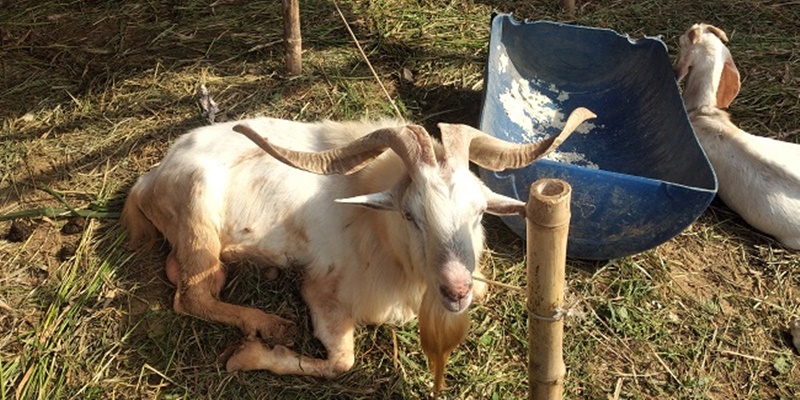 Jelang Idul Adha, Harga Kambing Di Serang Capai Rp 30 Juta