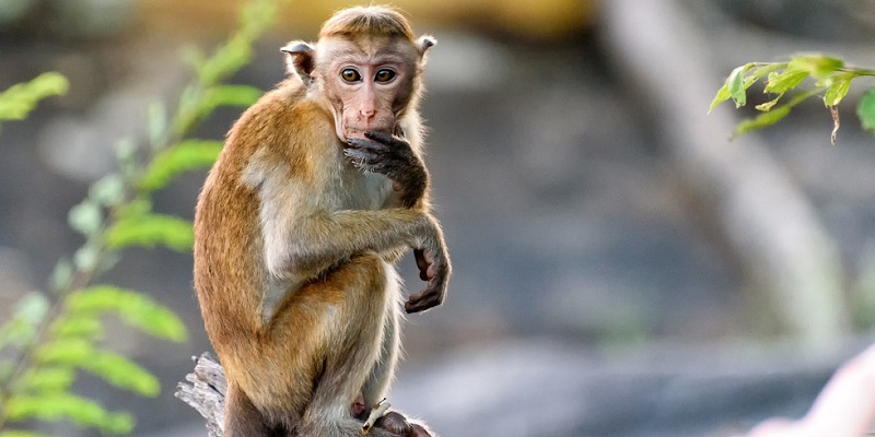 China Catat Kasus Dan Kematian Virus Monyet B Pertama Pada Manusia