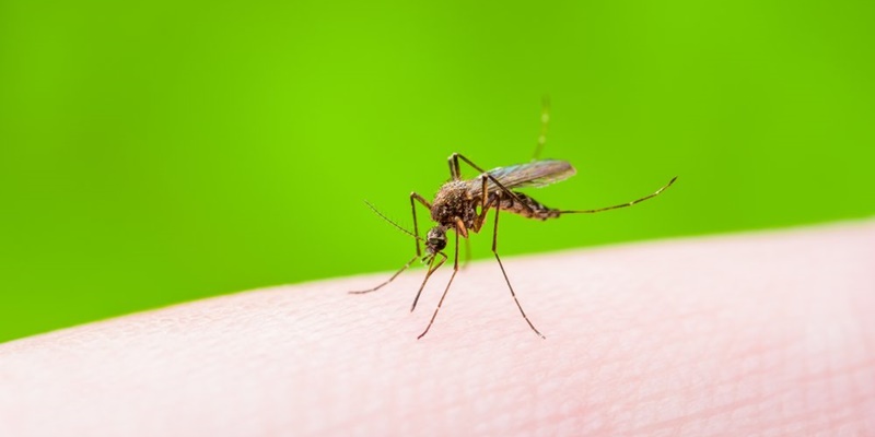 Manfaatkan Teknologi Nuklir, China Ciptakan Nyamuk Jantan Mandul untuk Cegah Penularan Penyakit