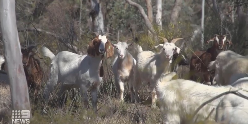 Kambing-kambing di New South Wales Punya Tugas Baru: Mencegah Kebakaran Lahan
