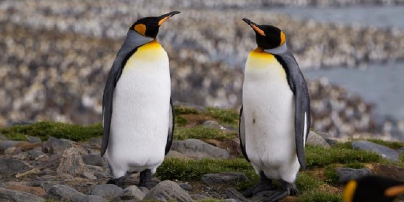 Klub Siswa di Selandia Baru Temukan Fosil Penguin Raksasa Seukuran Manusia